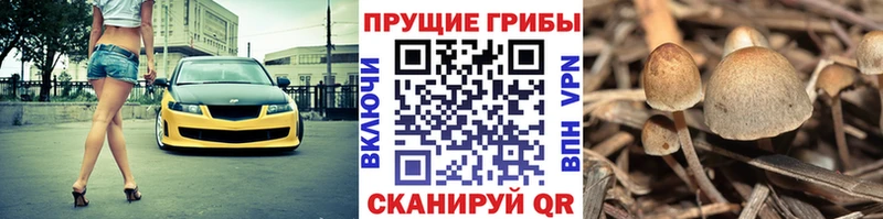 Купить  Чадан  Галлюциногенные грибы Psilocybine cubensis 